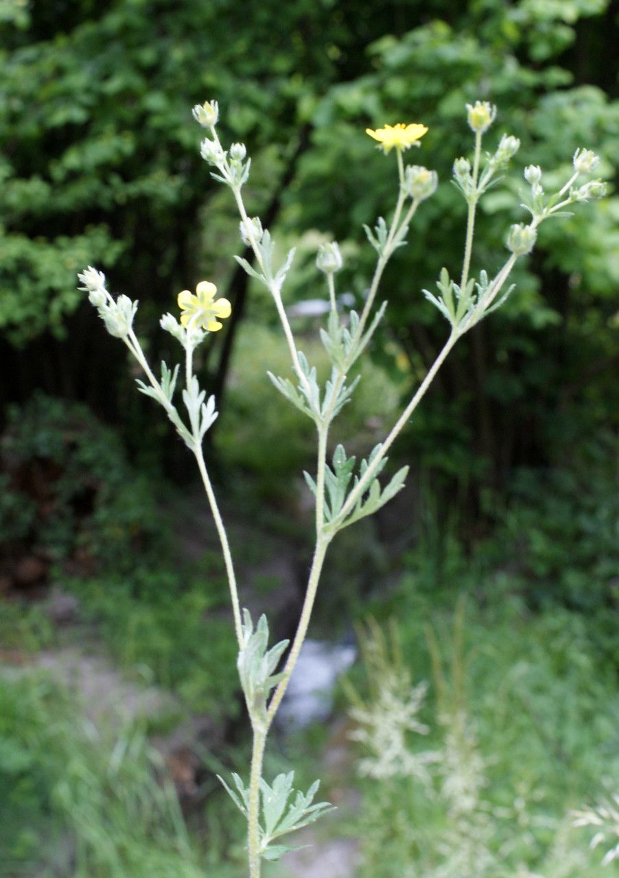 Potentilla × collina habit