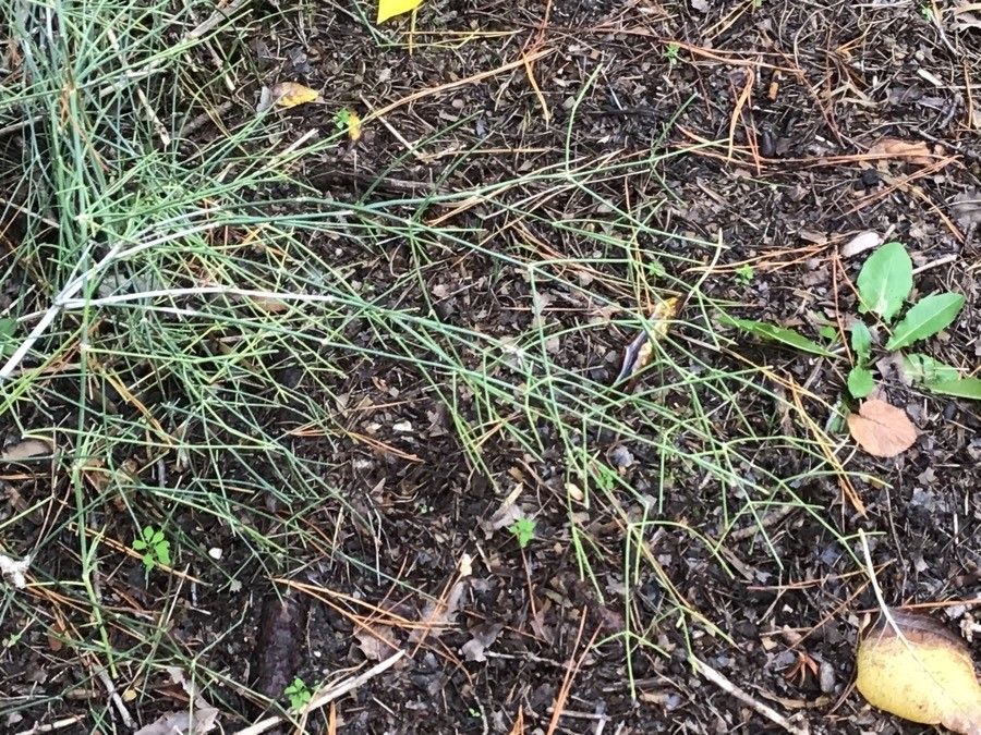 Ephedra foliata leaf