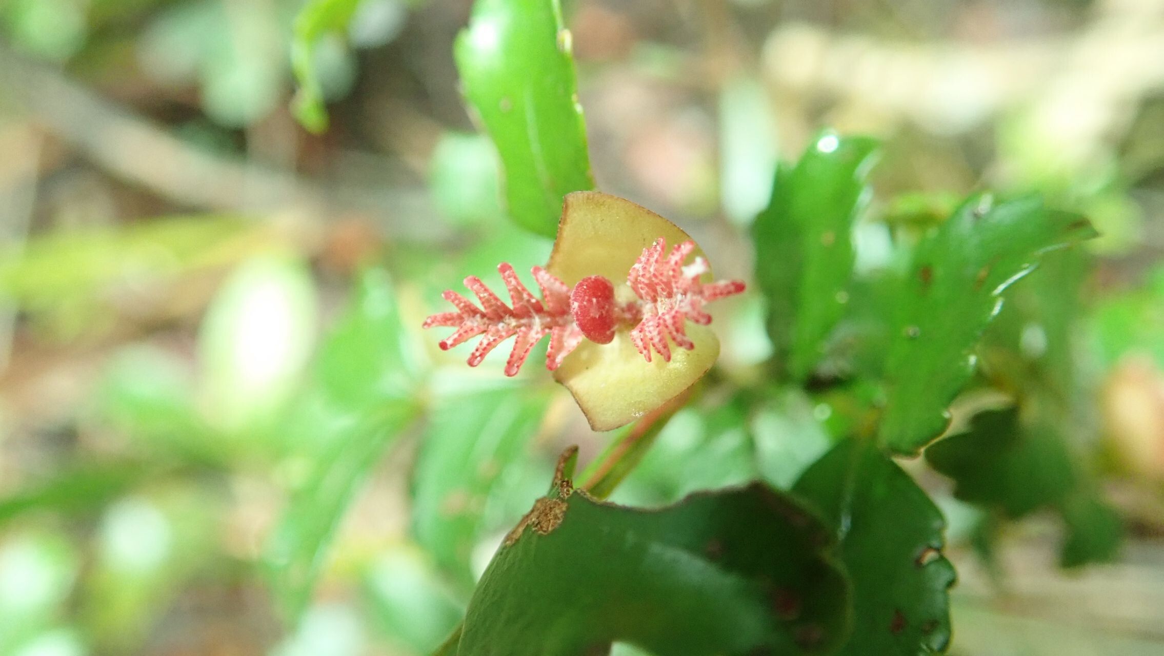 Cunonia montana flower
