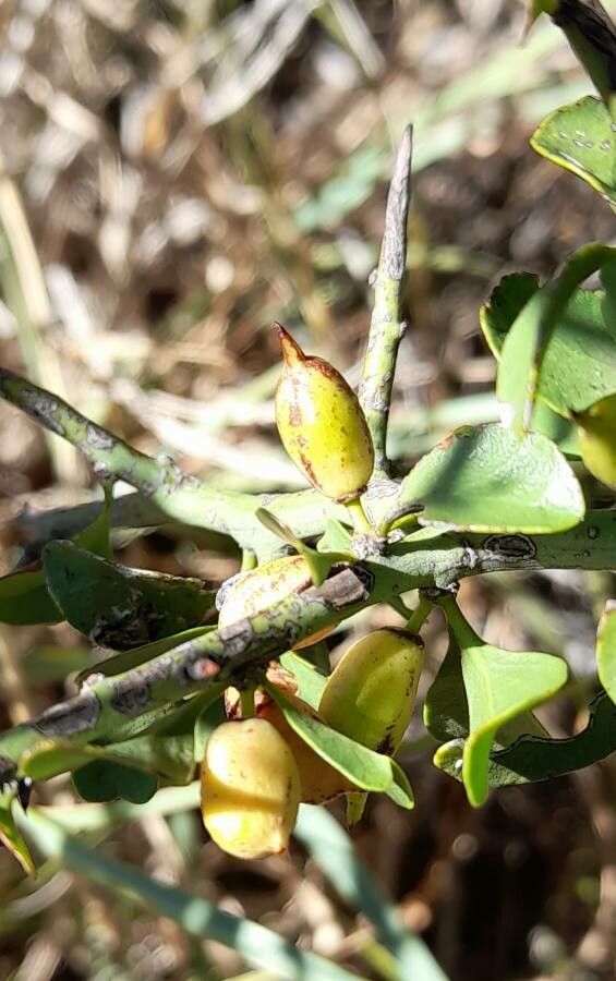 Maytenus spinosa fruit