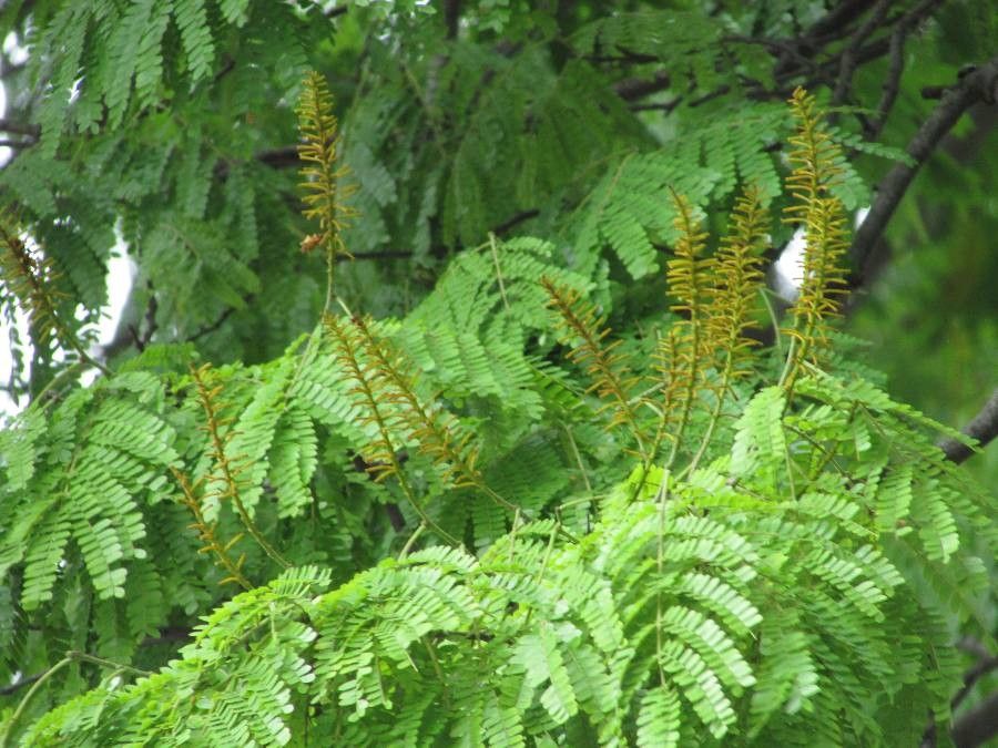 Caesalpinia pluviosa leaf