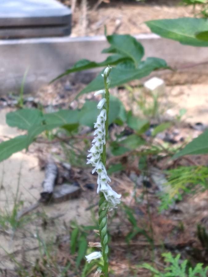 Spiranthes lacera flower