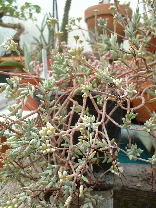Crassula pruinosa — search result for 'Crassula'