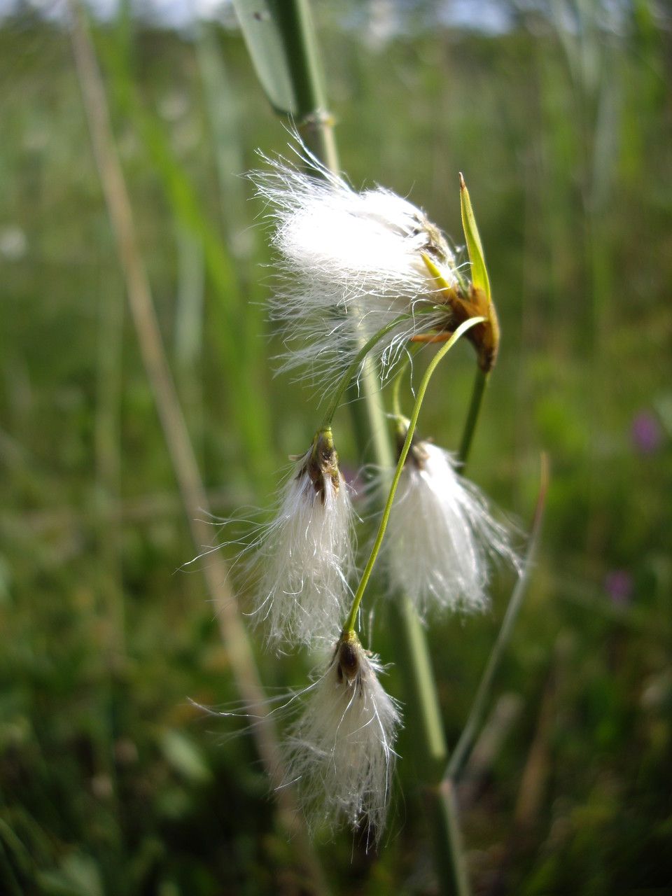Eriophorum gracile other