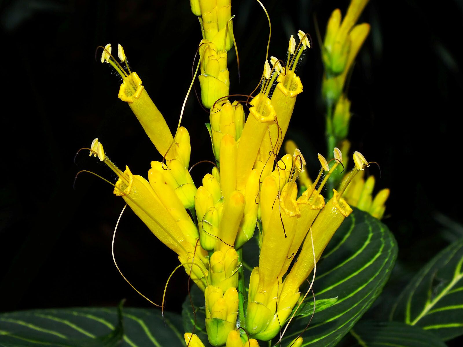 Sanchezia nobilis flower