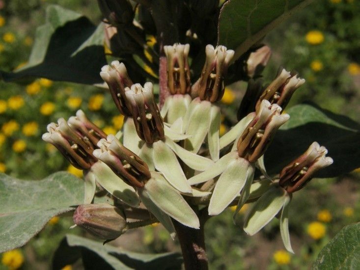 Asclepias emoryi flower
