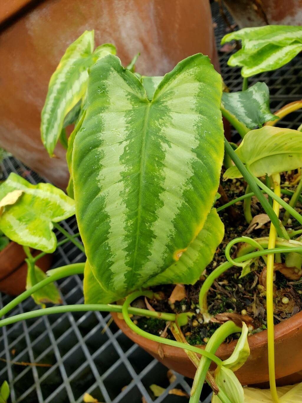 Schismatoglottis neoguineensis — related species from the same genus