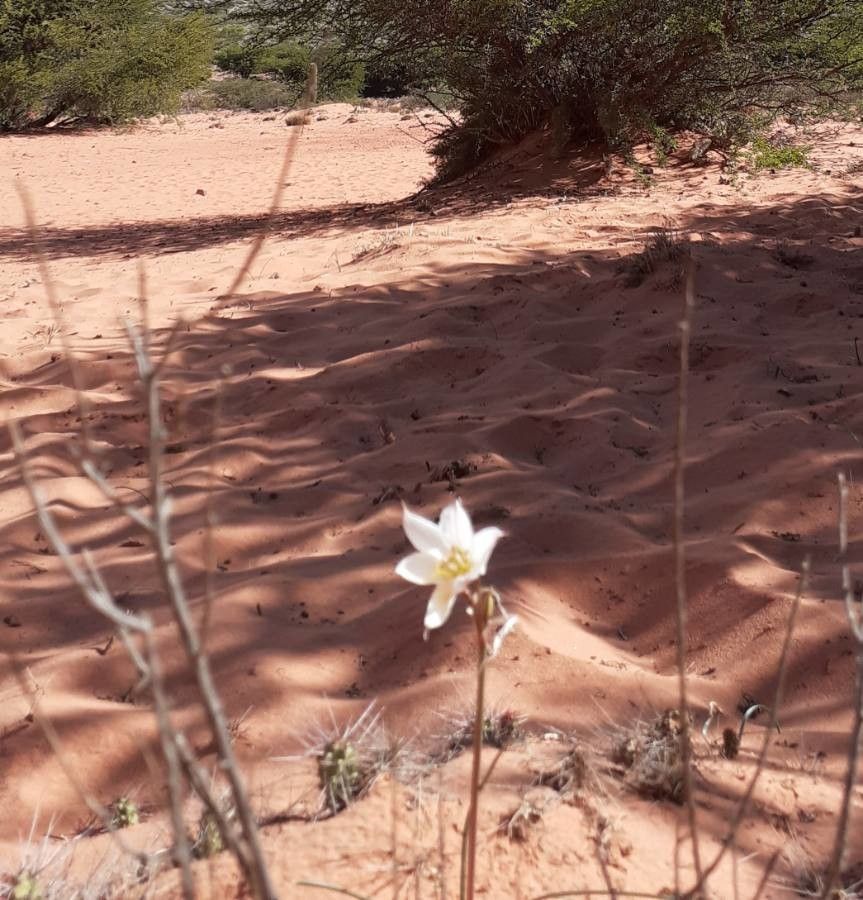 Zephyranthes jamesonii flower