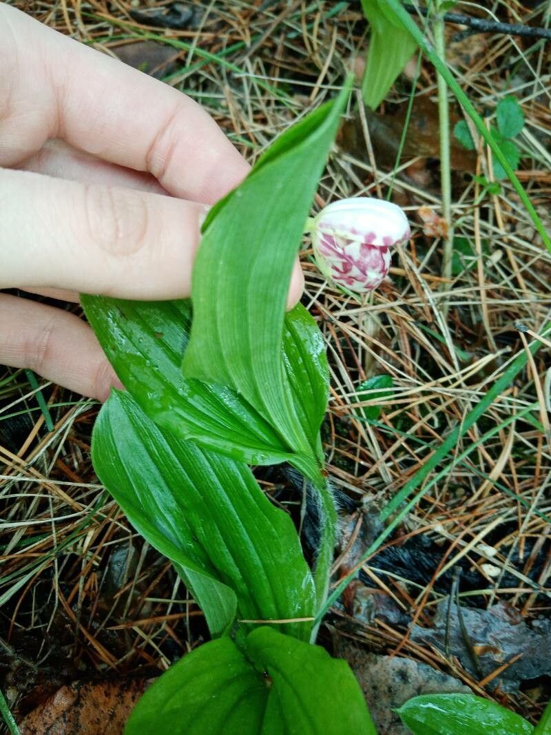 Cypripedium guttatum flower