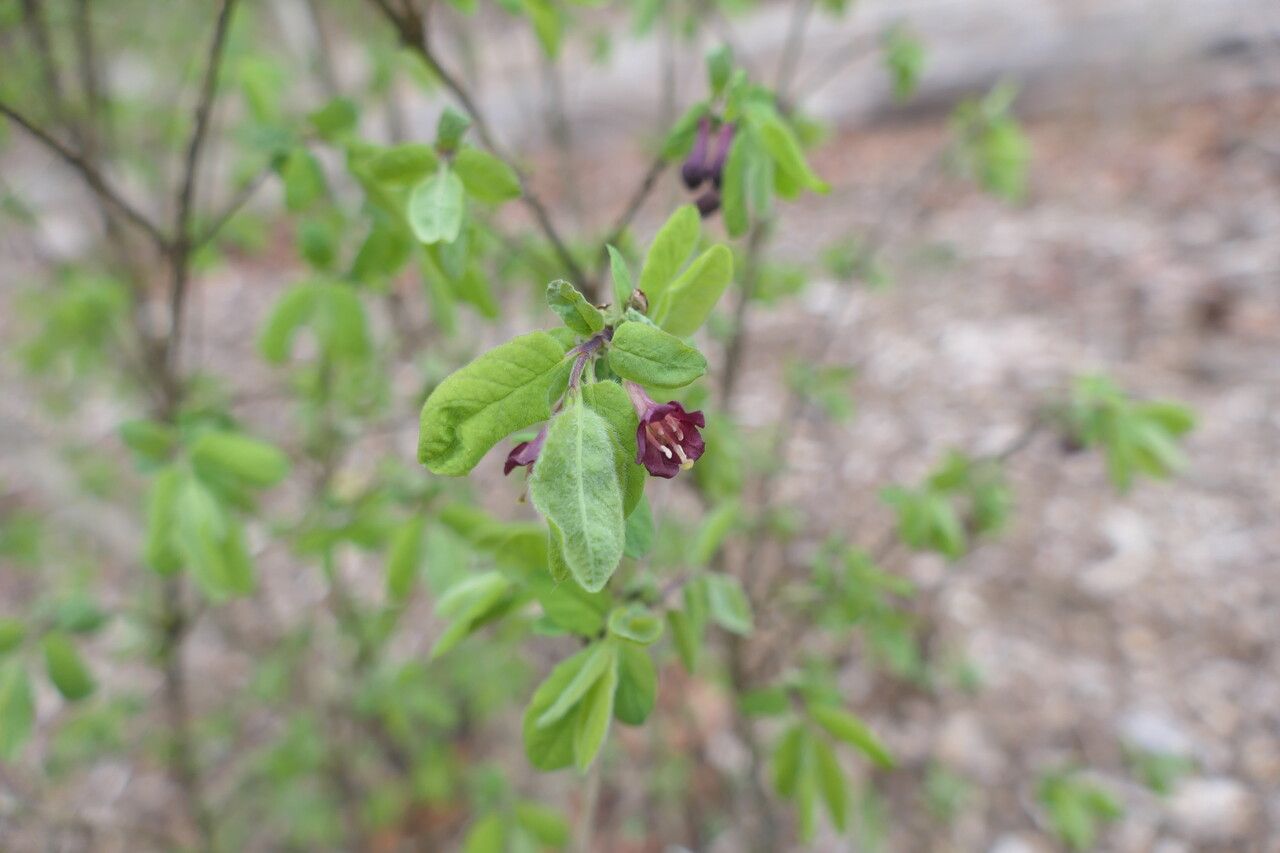 Lonicera purpurascens flower