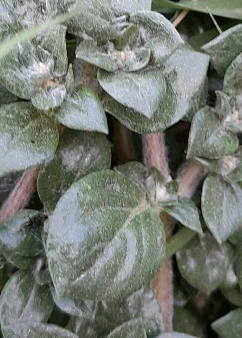 Alternanthera caracasana — related species from the same genus