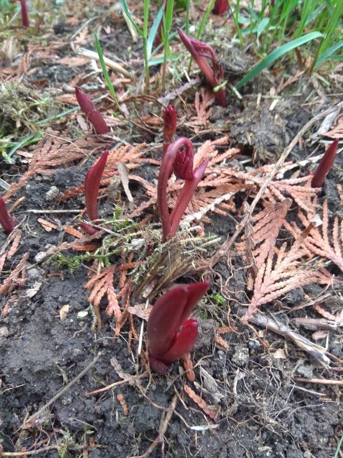 Serapias olbia — houseplant care guide