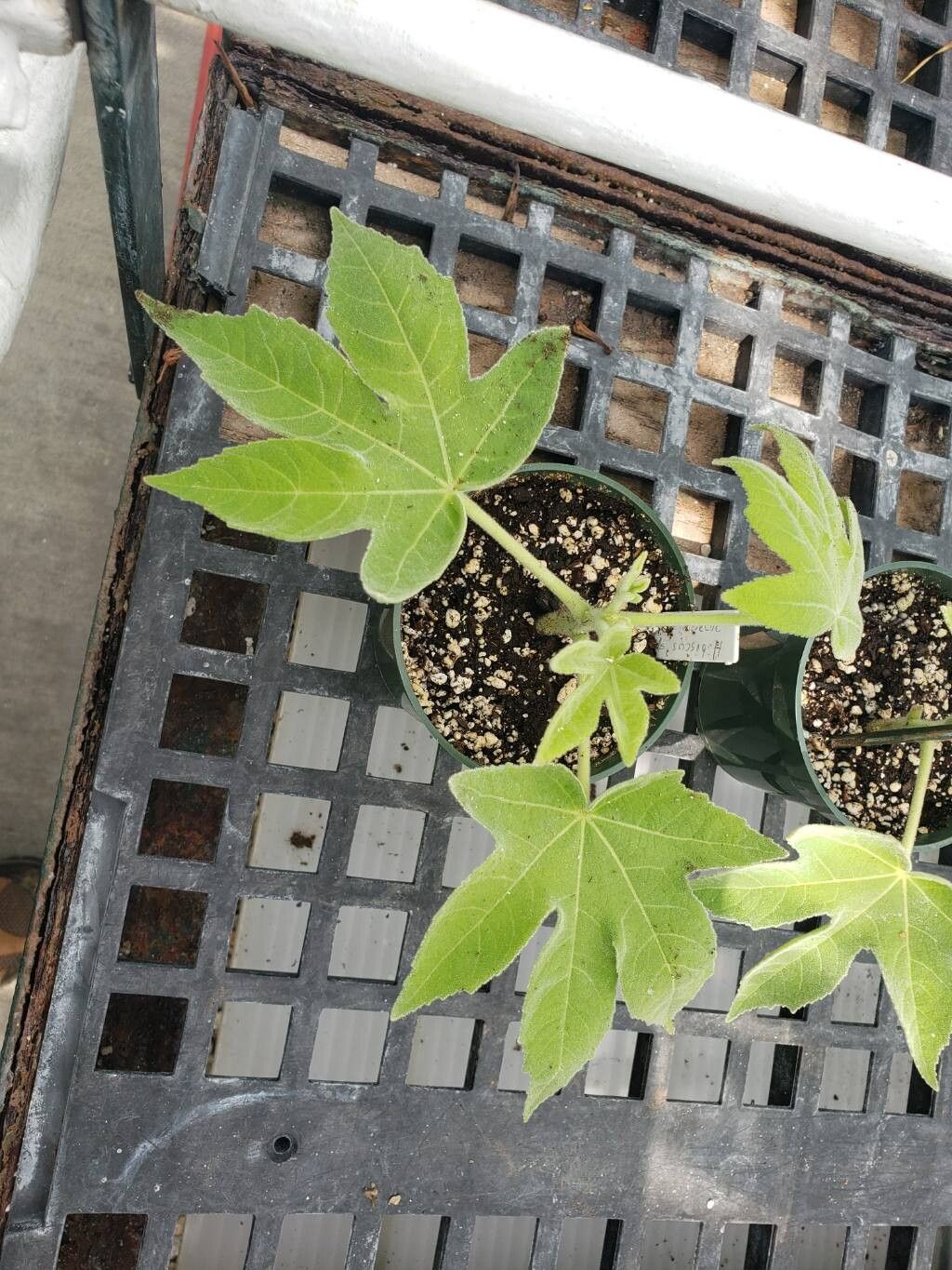 Hibiscus splendens — search result for 'Hibiscus'