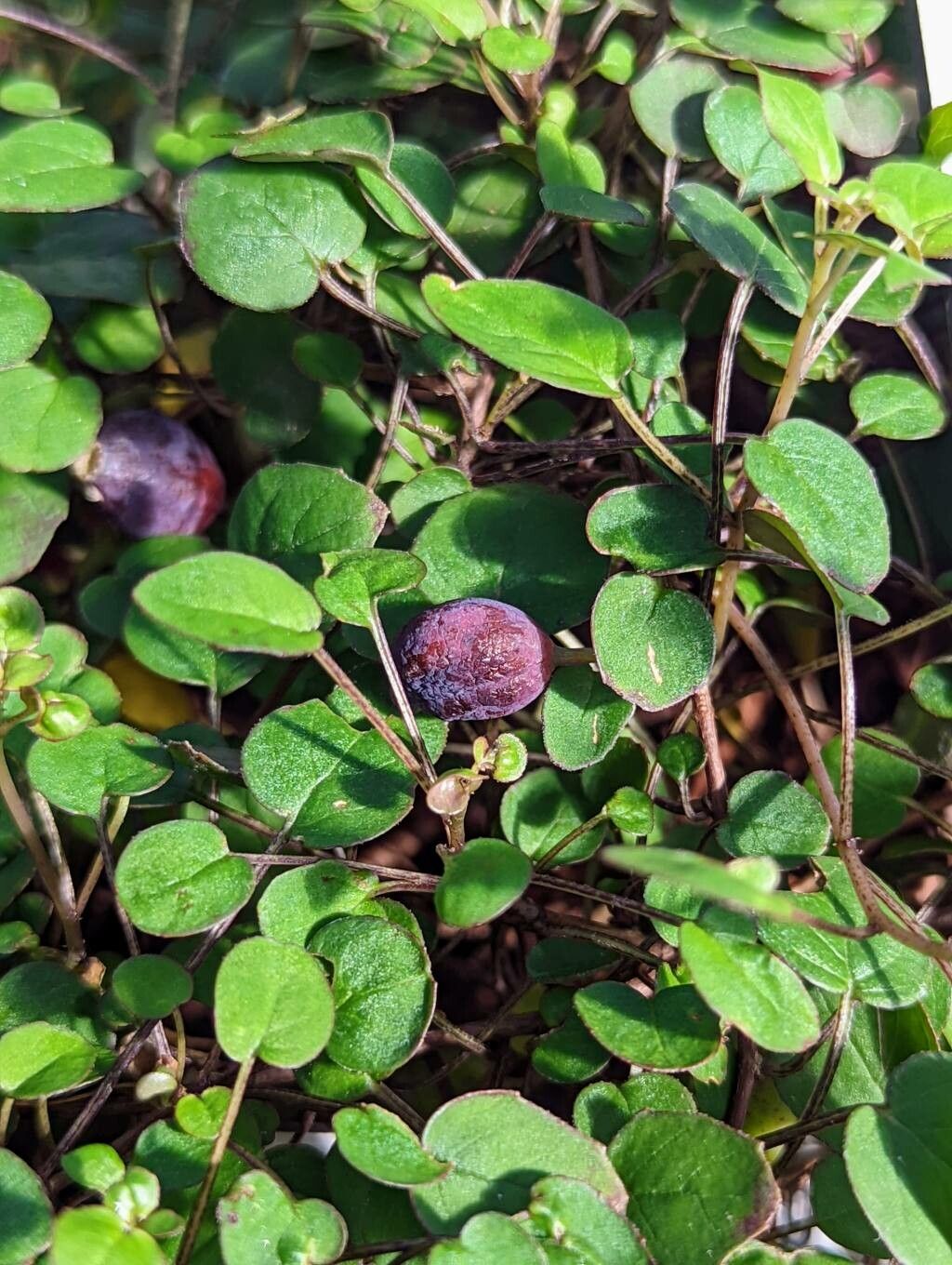 Fuchsia procumbens fruit