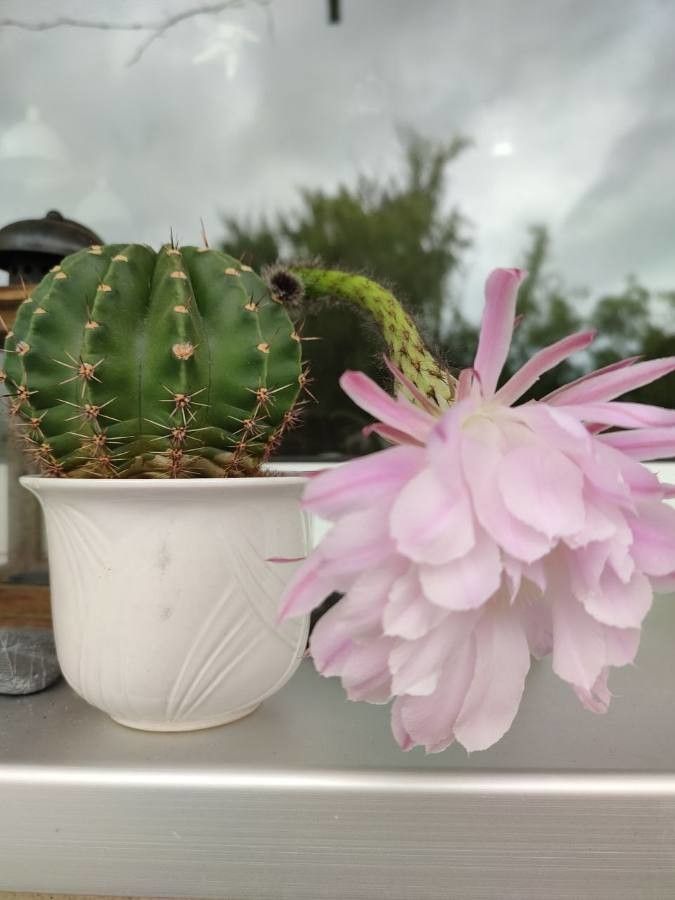 Echinopsis spp. — search result for 'Echinopsis'