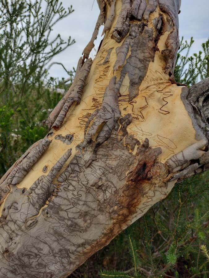 Eucalyptus haemastoma bark