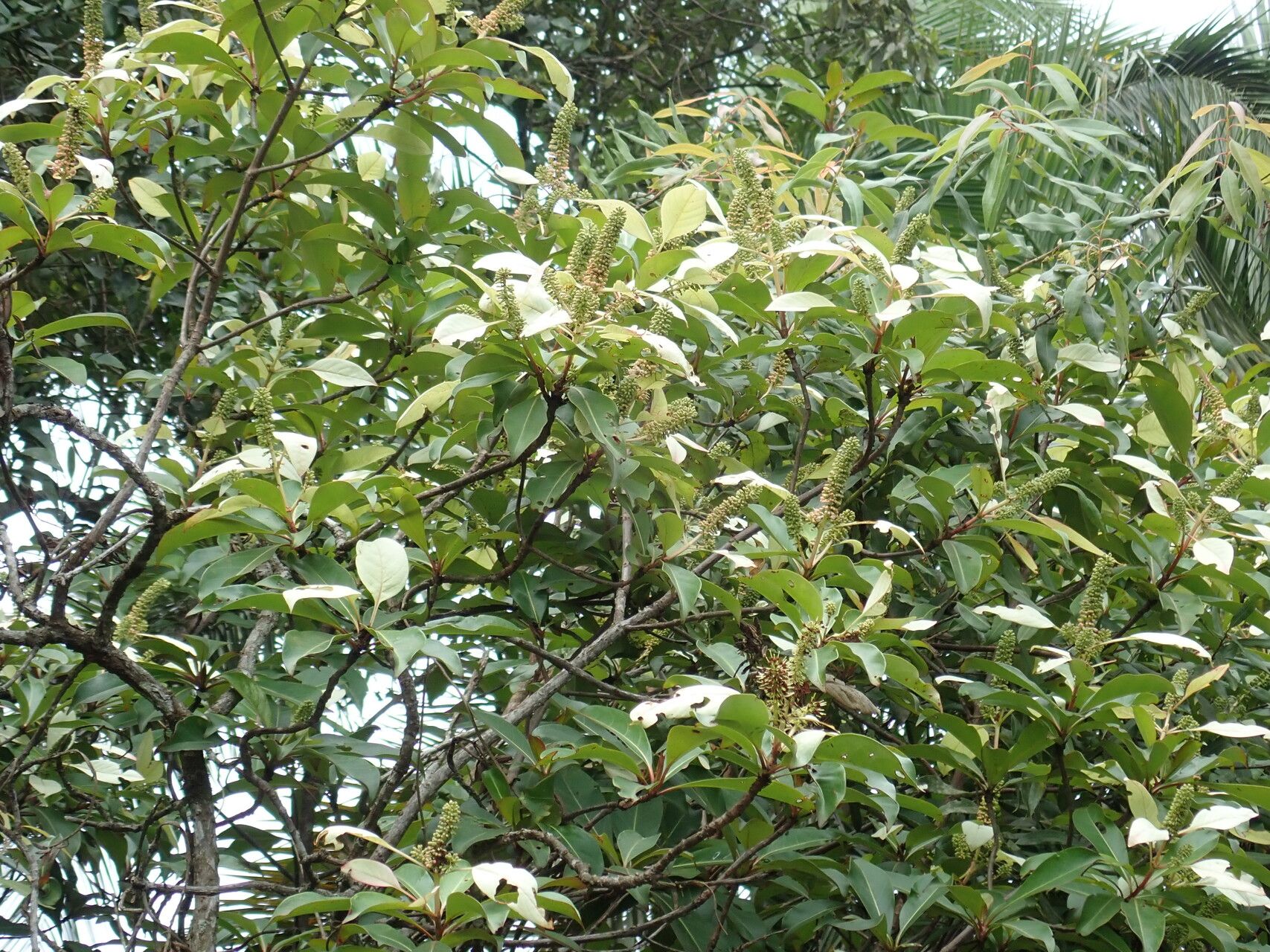 Hymenodictyon biafranum habit