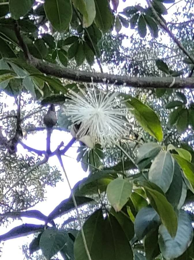 Pseudobombax grandiflorum flower