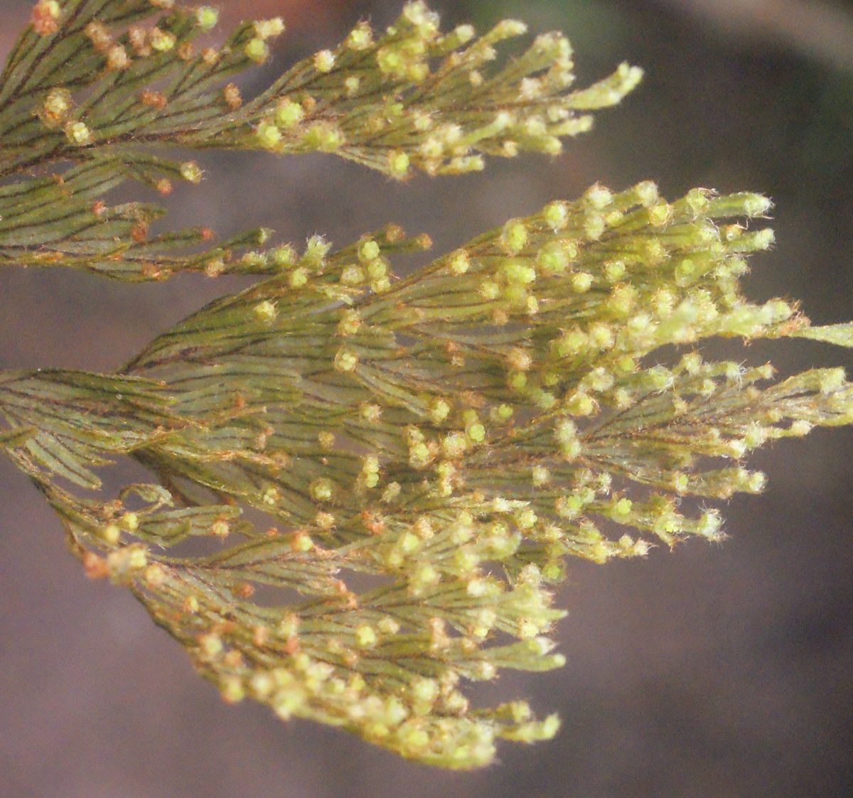 Hymenophyllum hygrometricum leaf