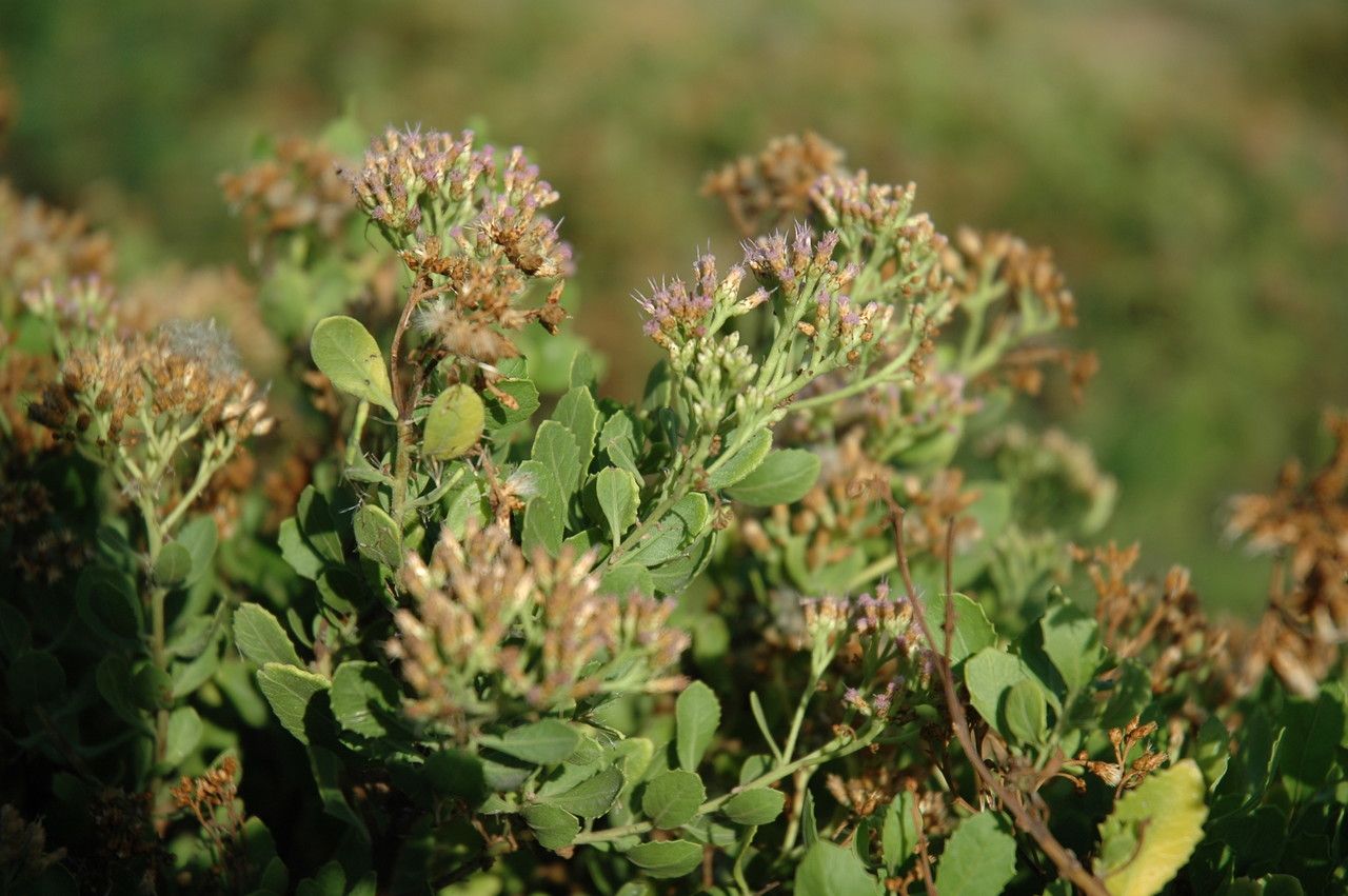 Pluchea indica flower