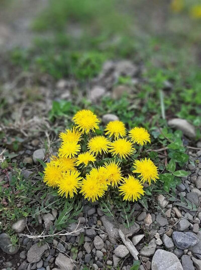 Taraxacum mattmarkense flower