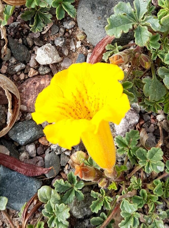 Argylia uspallatensis flower