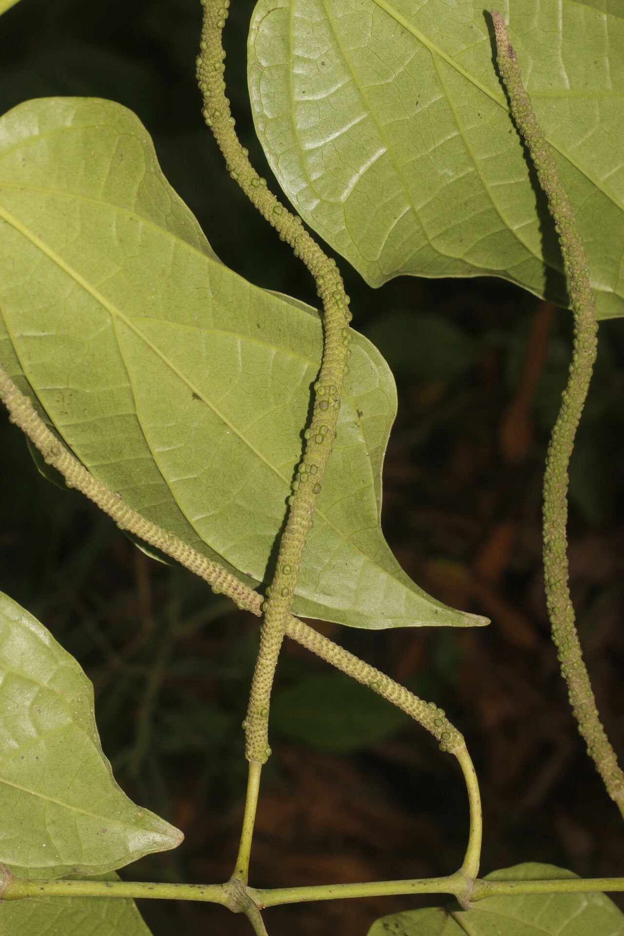 Piper multiplinervium fruit