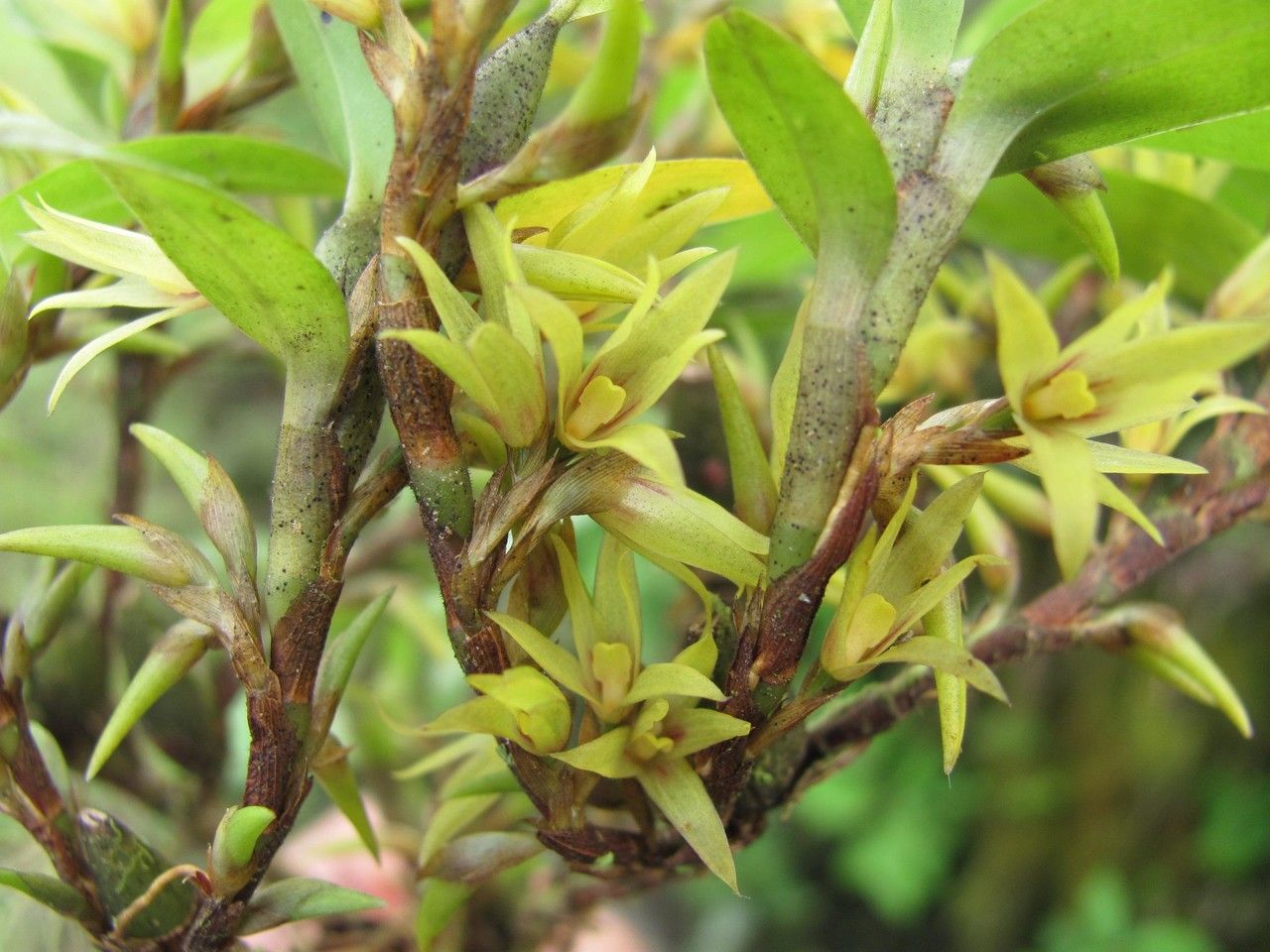 Camaridium microphyton bark