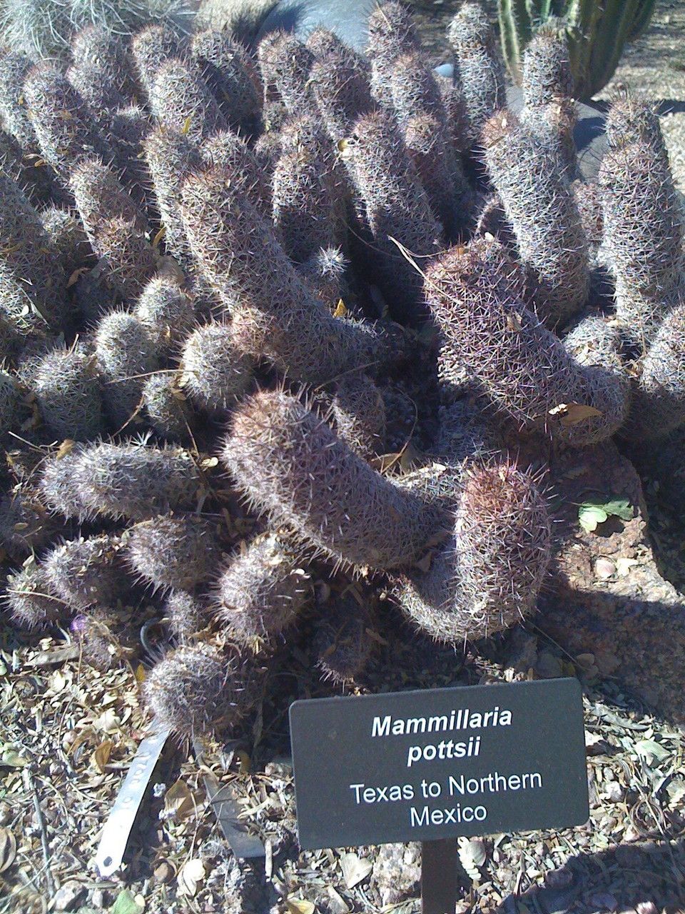 Mammillaria pottsii habit