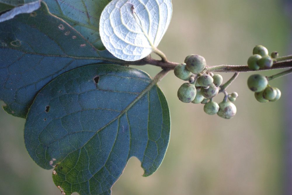Monimia ovalifolia other