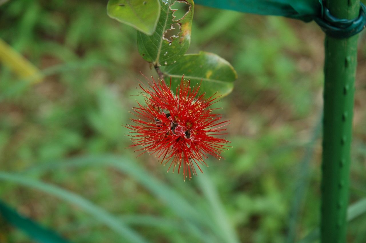 Metrosideros polymorpha flower