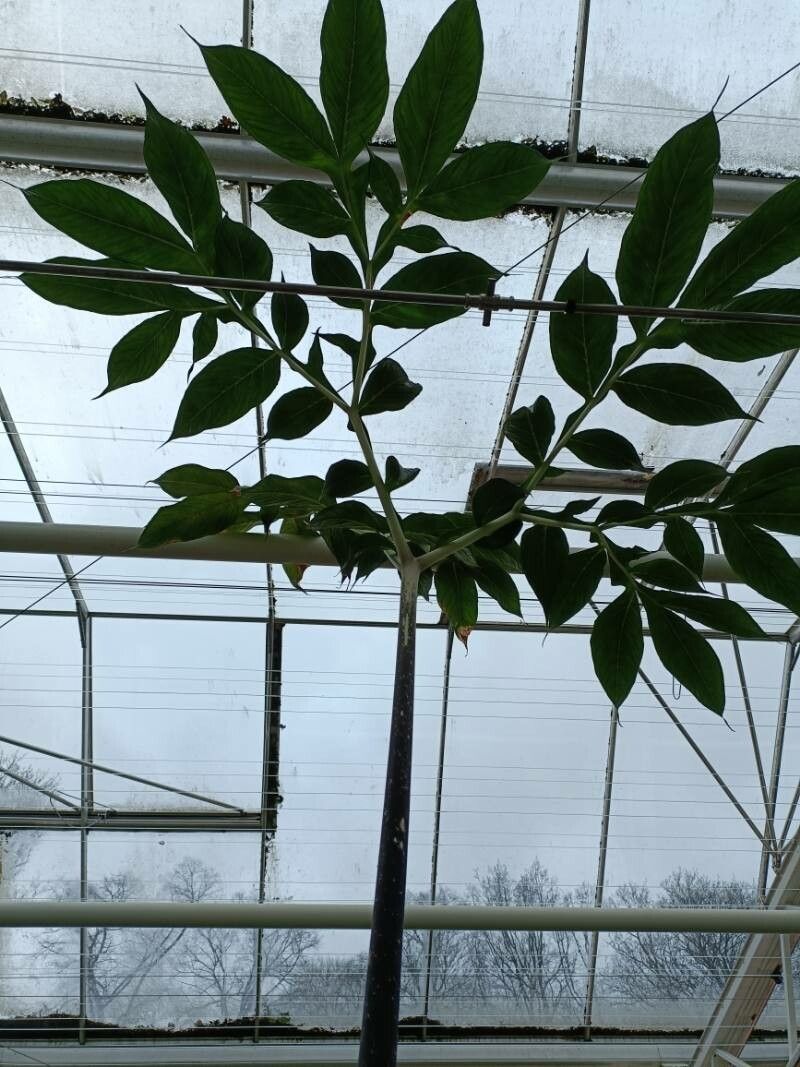 Amorphophallus borneensis — search result for 'Amorphophallus'