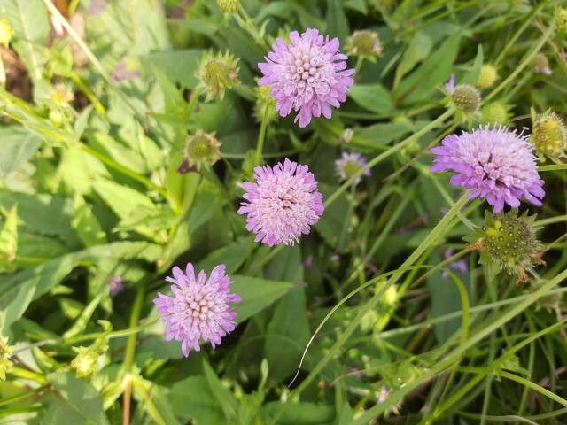 Knautia godetii flower