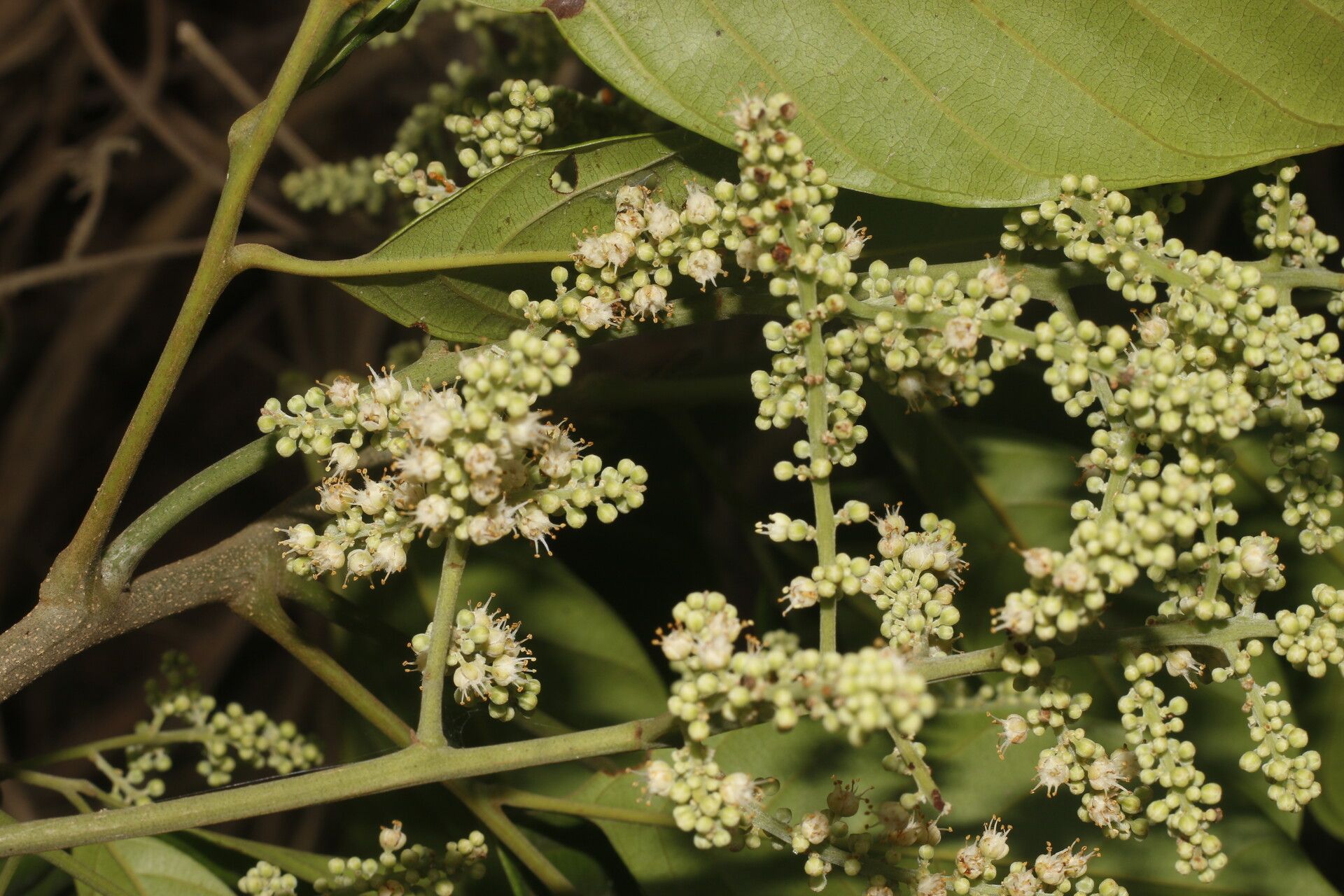 Matayba clavelligera flower