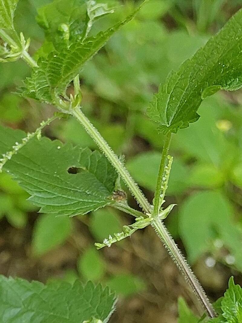 Urtica galeopsifolia leaf