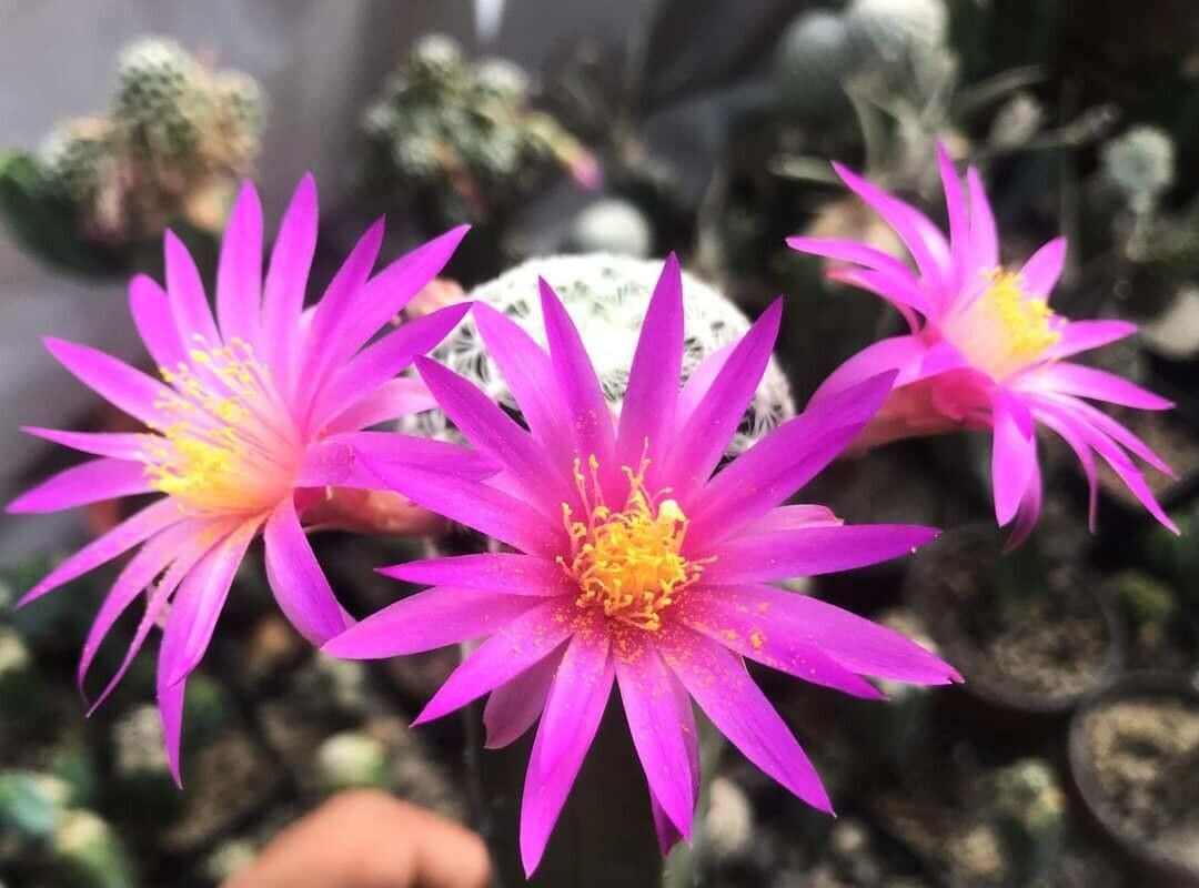 Mammillaria deherdtiana — search result for 'Mammillaria'