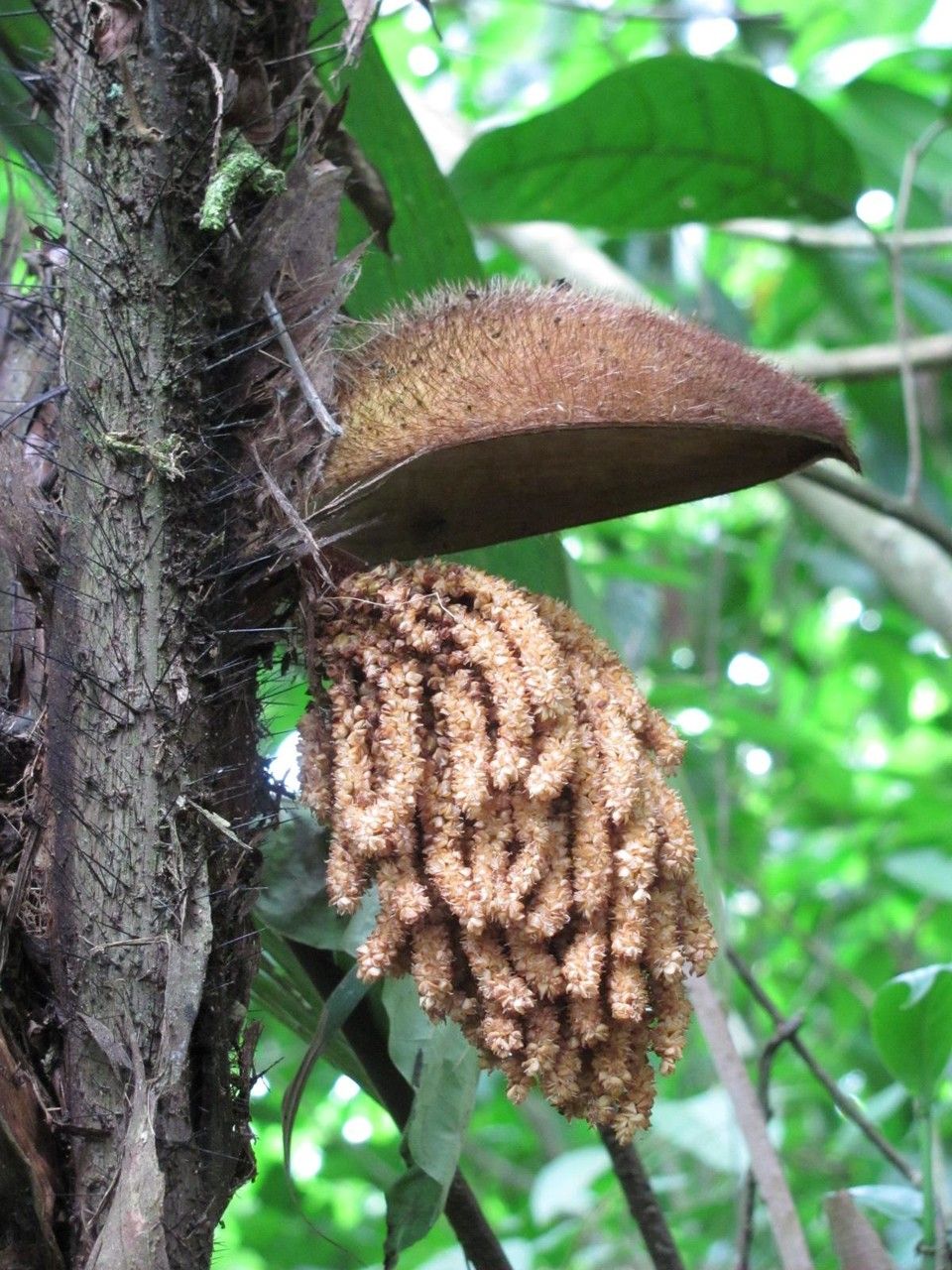 Bactris herrerana — houseplant care guide