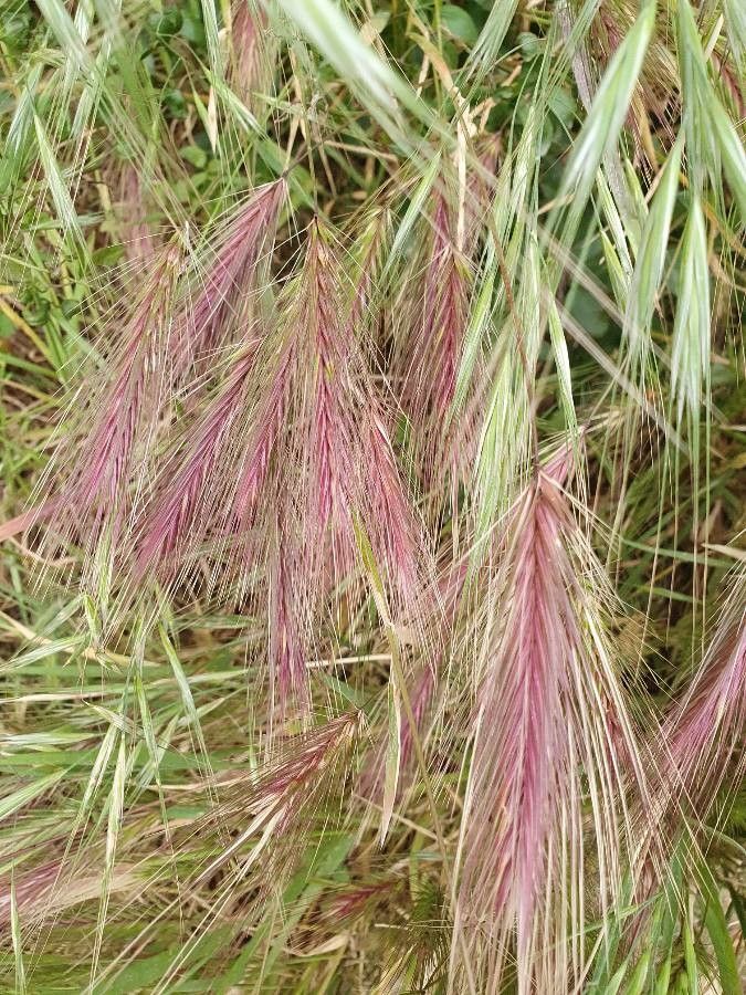 Hordeum jubatum — search result for 'Poaceae'
