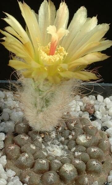 Eriosyce engleri flower