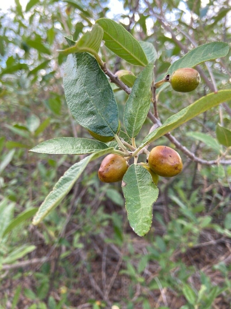 Vitex gardneriana fruit
