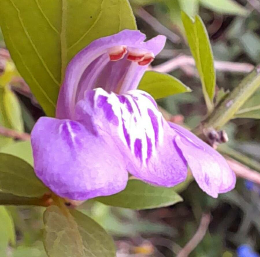 Justicia tweediana flower