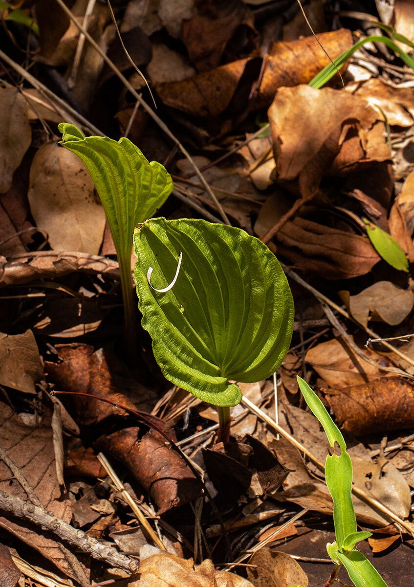 Nervilia shirensis — houseplant care guide