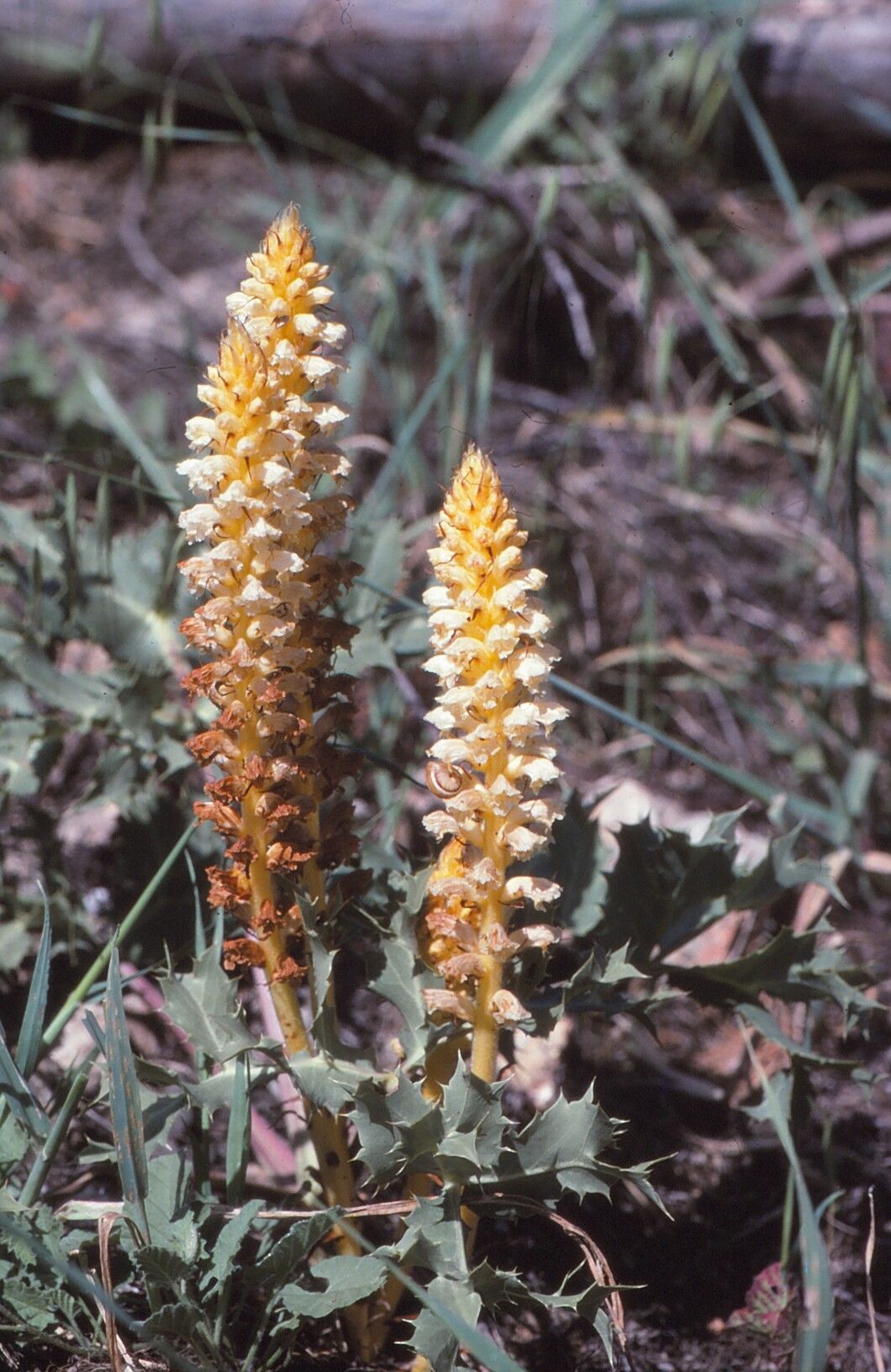 Orobanche alsatica habit