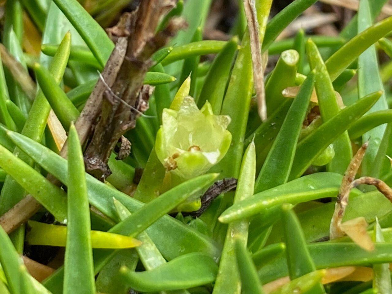 Colobanthus quitensis flower
