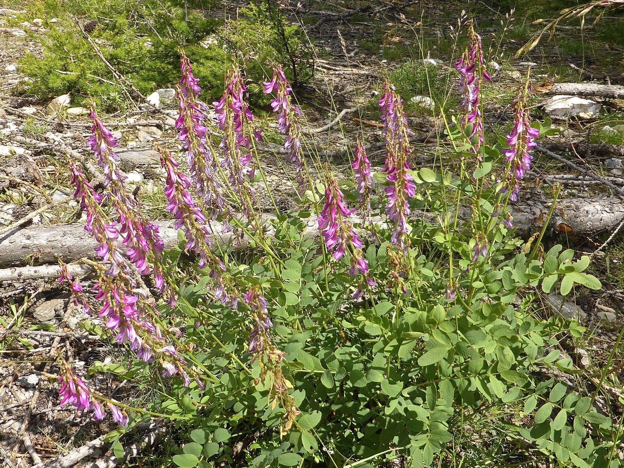 Hedysarum brigantiacum habit