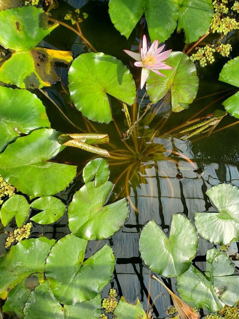 Nymphaea nouchali habit