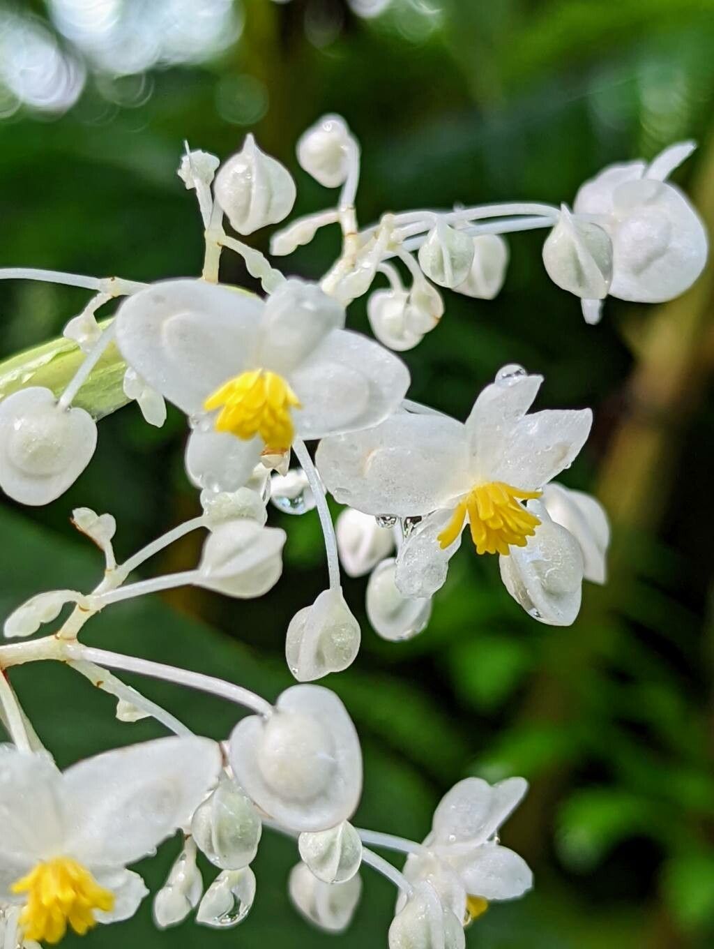 Begonia angularis flower