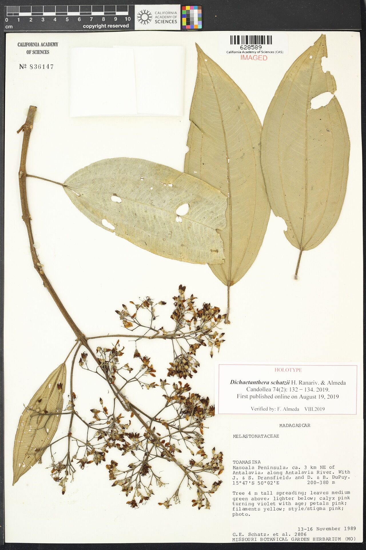 Dichaetanthera schatzii — houseplant care guide