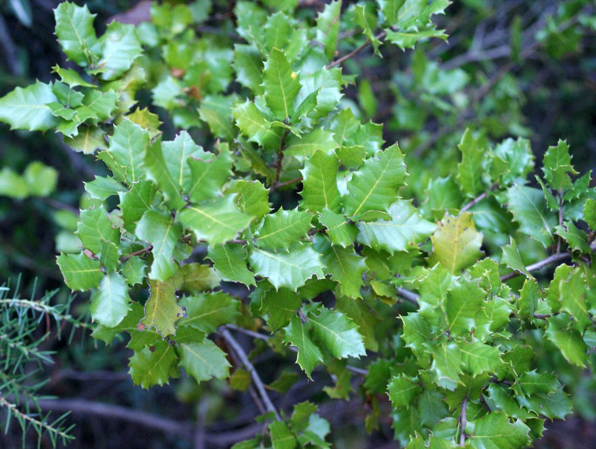 Quercus x auzandri habit