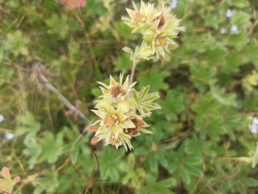 Potentilla valderia flower